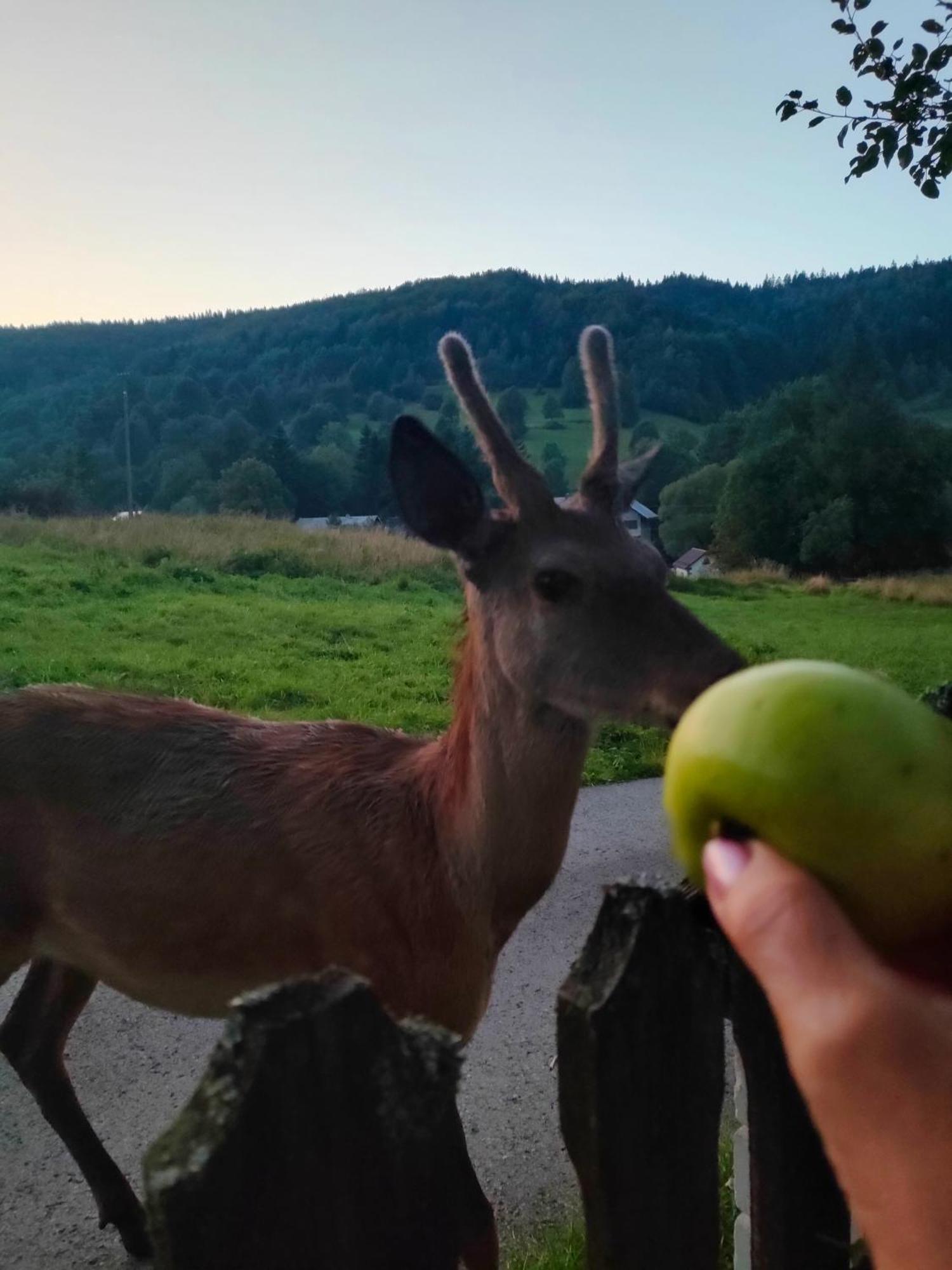 Goralska Czarcia Chata Pod Jalowcem Stryszawa Exteriör bild