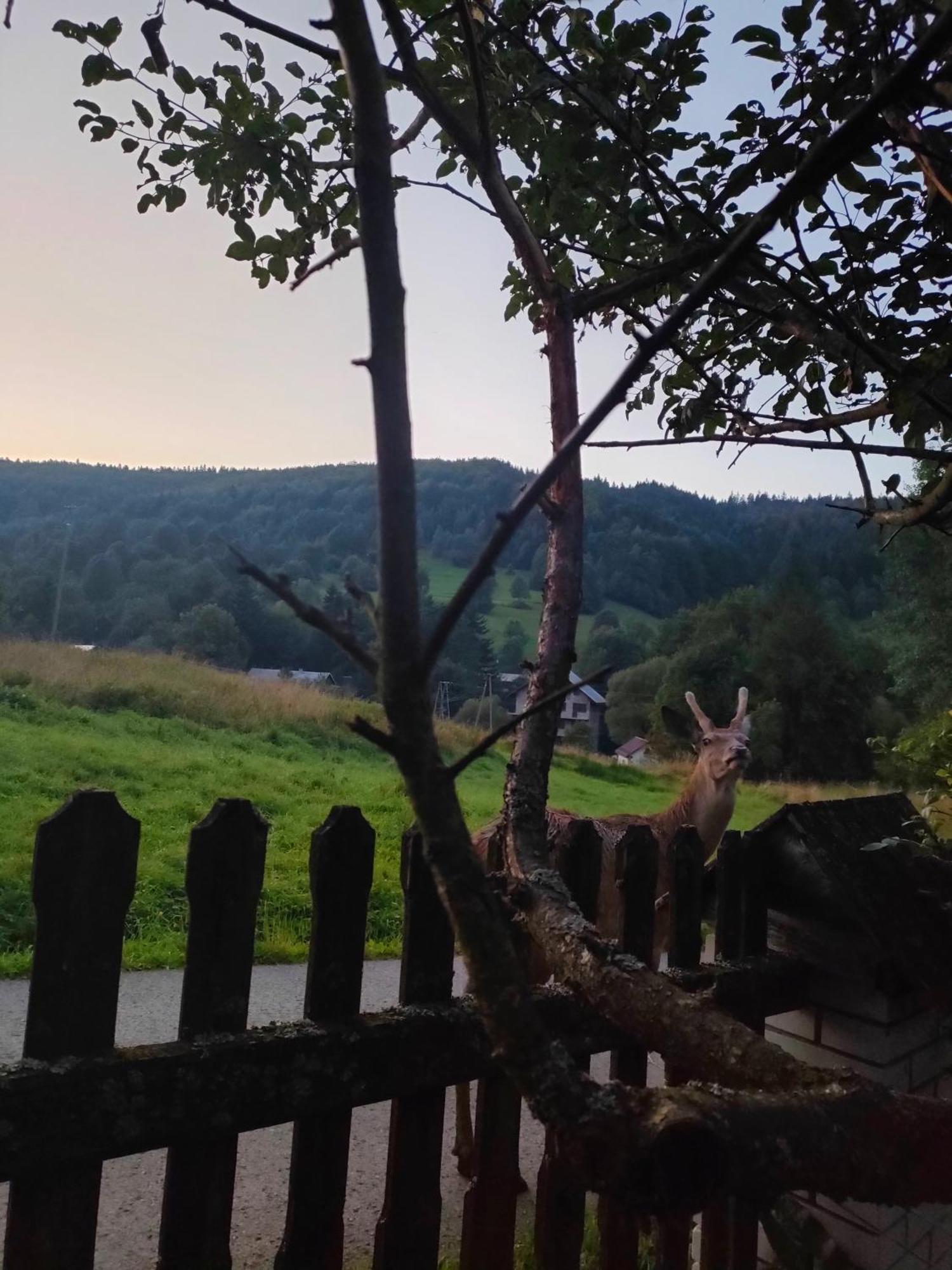 Goralska Czarcia Chata Pod Jalowcem Stryszawa Exteriör bild